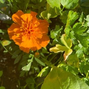 Meet your Posher, Melanie